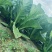 五月青青菜