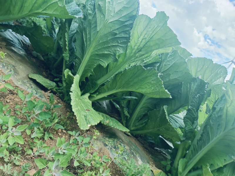 五月青青菜