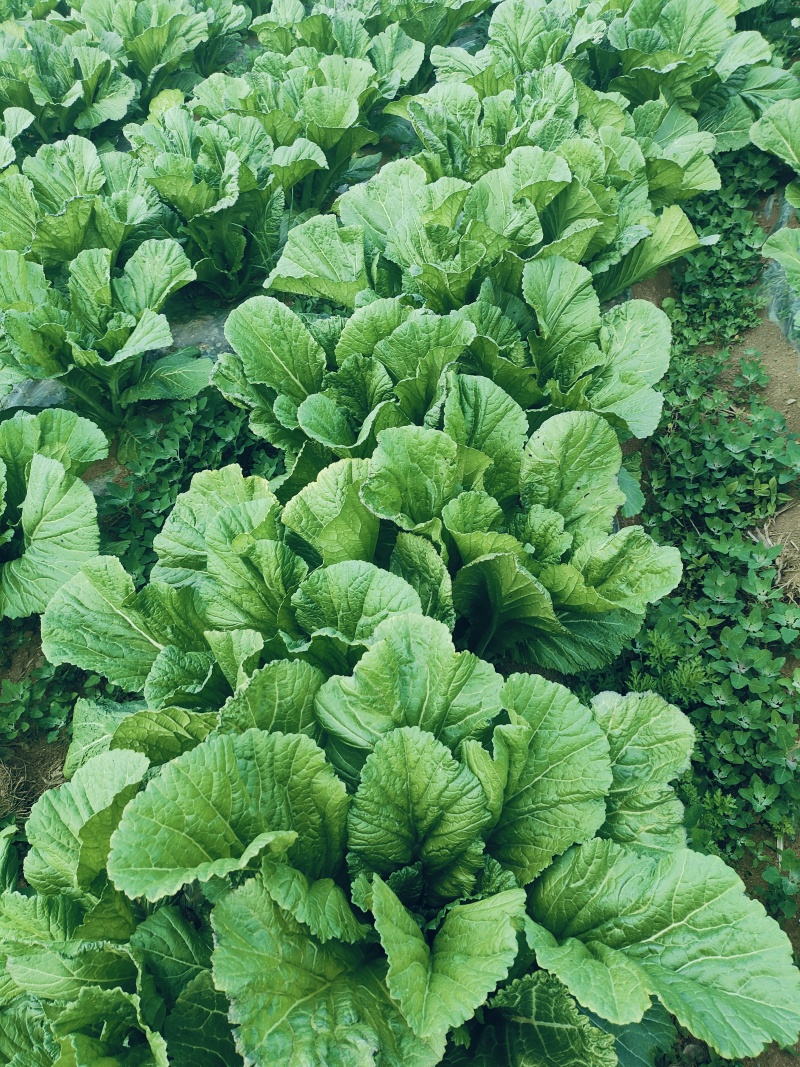 五月青青菜