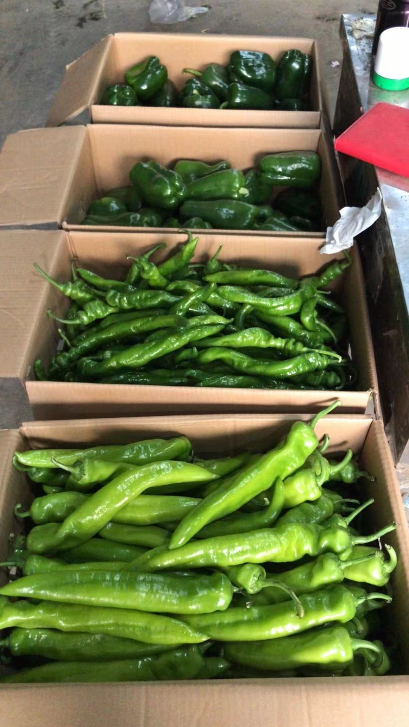 线椒/螺丝椒/尖椒/档口代卖/西部欣桥市场/代卖各种蔬菜