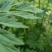 野生紫花益母草，有300吨