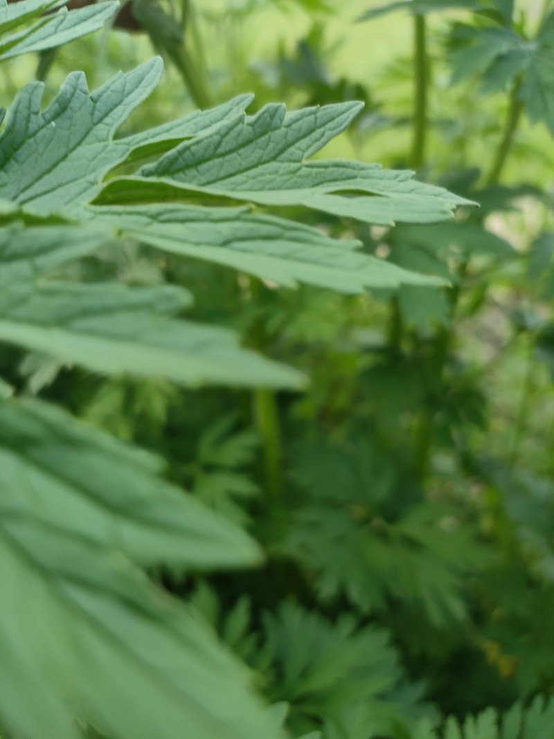 野生紫花益母草，有300吨