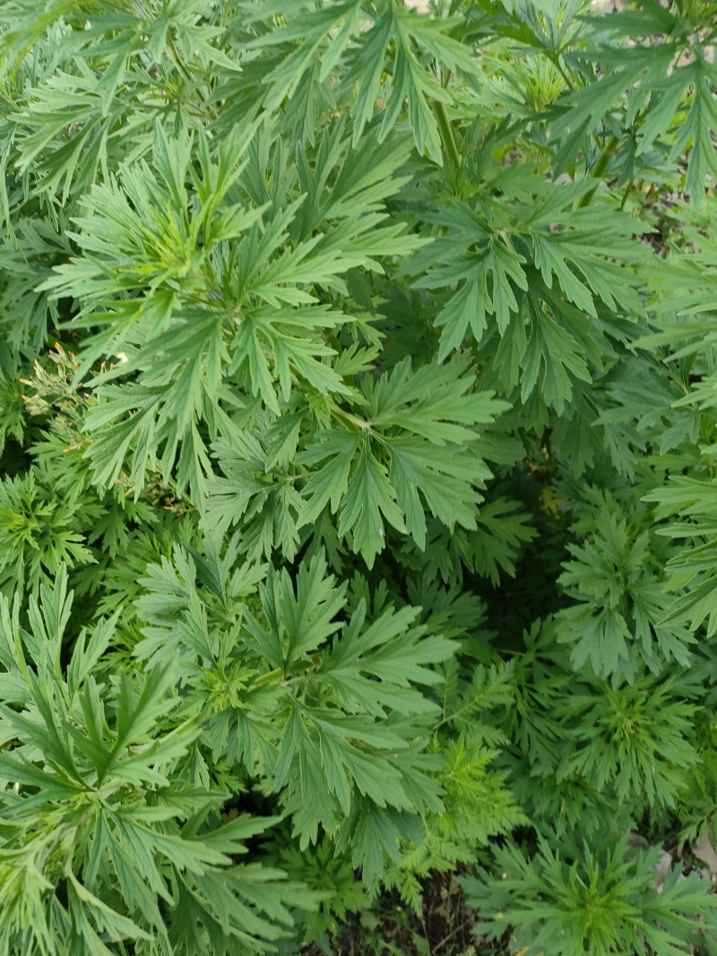 野生紫花益母草，有300吨