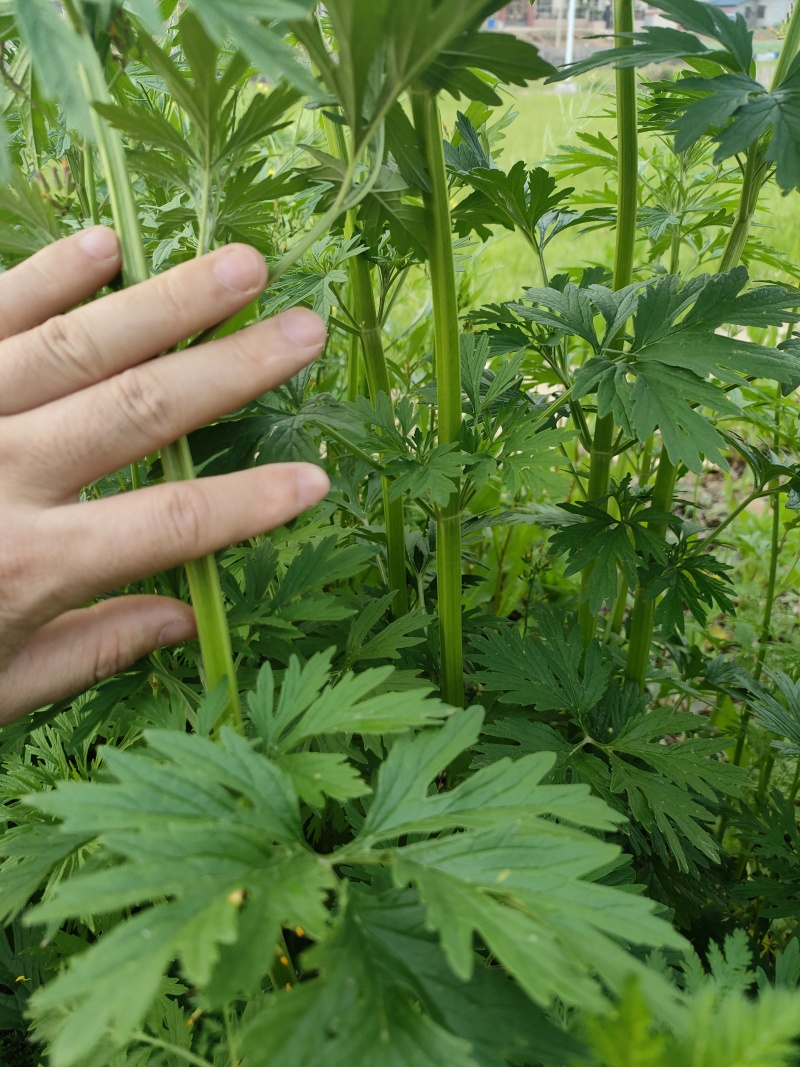 野生紫花益母草，有300吨