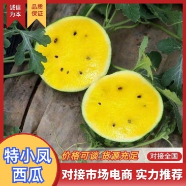 特小凤西瓜江苏西瓜盐城西瓜脆甜多汁对接全国市场等