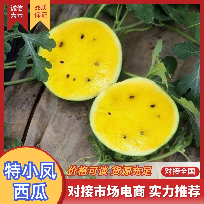 特小凤西瓜江苏西瓜盐城西瓜脆甜多汁对接全国市场等