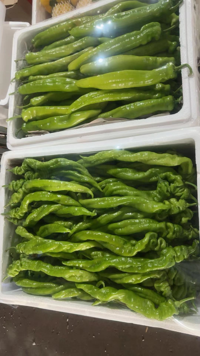 线椒/螺丝椒/尖椒/档口代卖/西部欣桥市场/代卖各种蔬菜