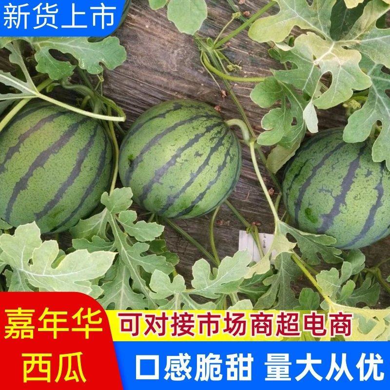 【嘉年华西瓜】嘉年华西瓜薄皮汁多商超基地发可视频看货
