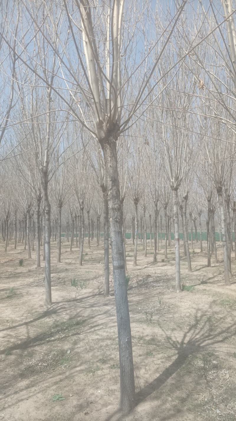 售各种绿化苗木/樱桃木/自家种植/山东发货/欢迎咨询