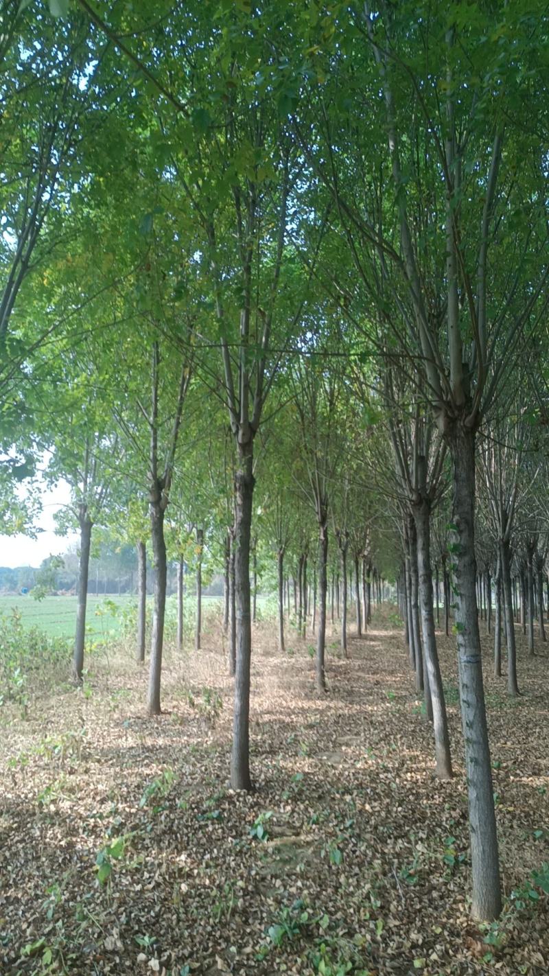 售各种绿化苗木/樱桃木/自家种植/山东发货/欢迎咨询