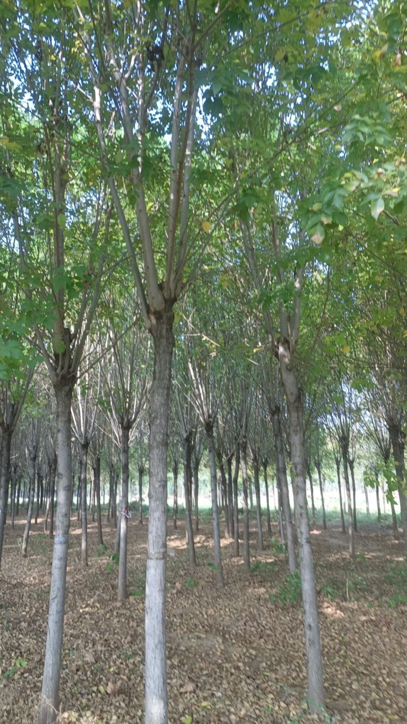 售各种绿化苗木/樱桃木/自家种植/山东发货/欢迎咨询