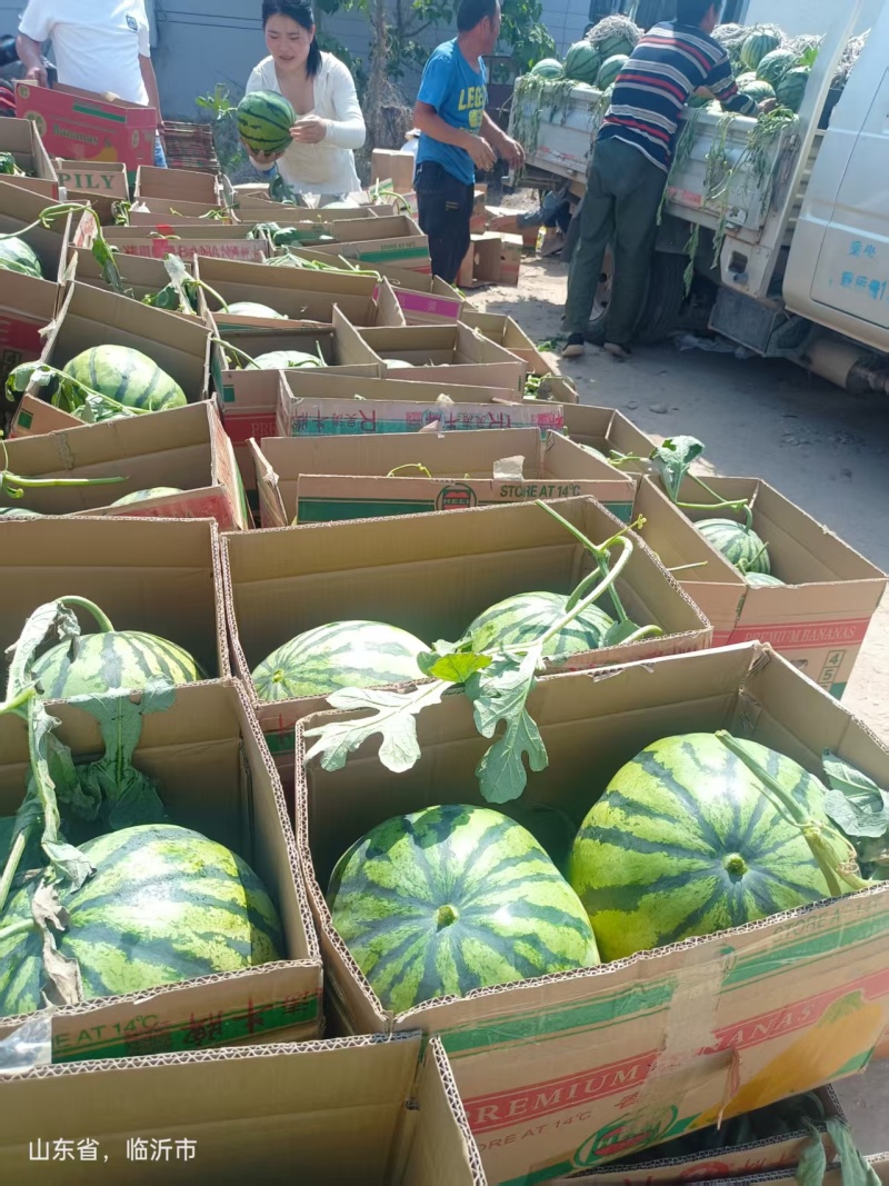 【实力推荐-美都西瓜】**西瓜现摘现发品质保障