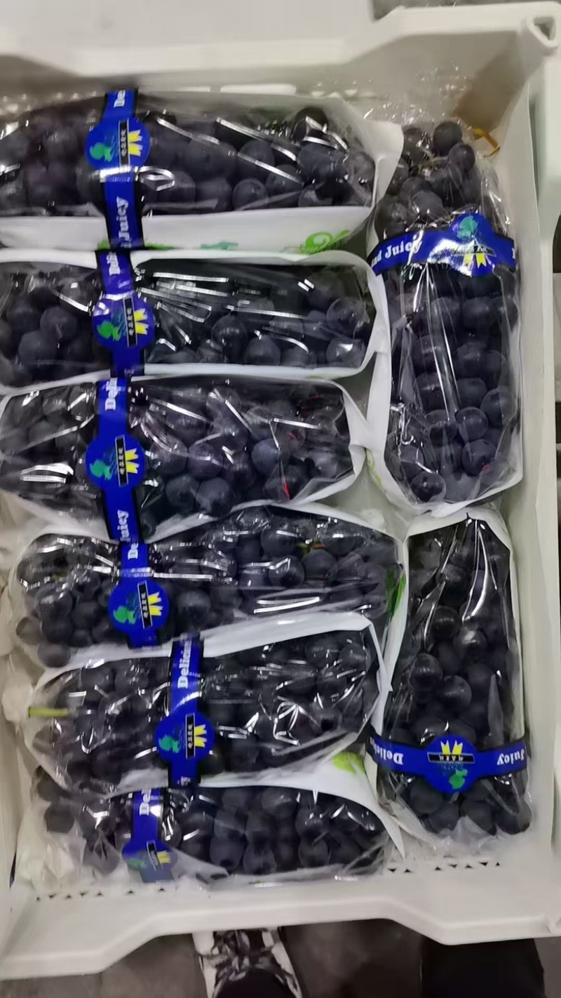精品，云南夏黑葡萄大量供应，新鲜采摘，诚信经营