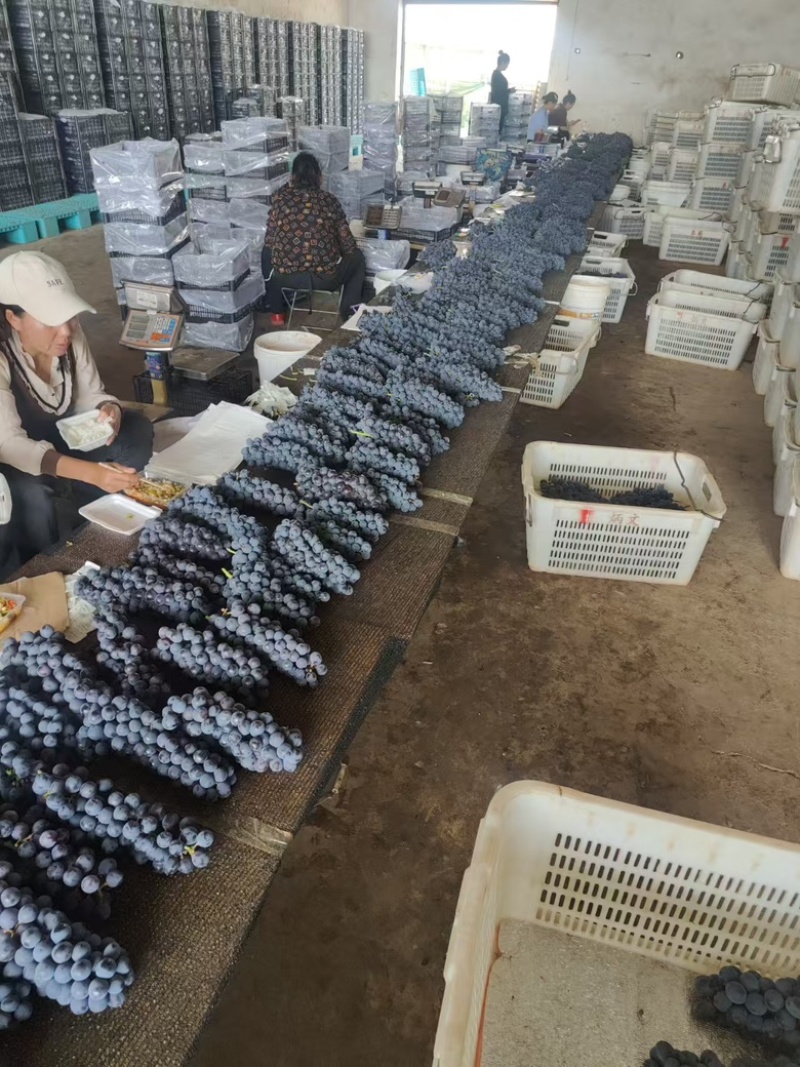 精品，云南夏黑葡萄大量供应，新鲜采摘，诚信经营