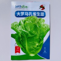 易种孔雀菜种子生菜种孑四季速生菜籽阳台盆栽罗马直立生菜蔬