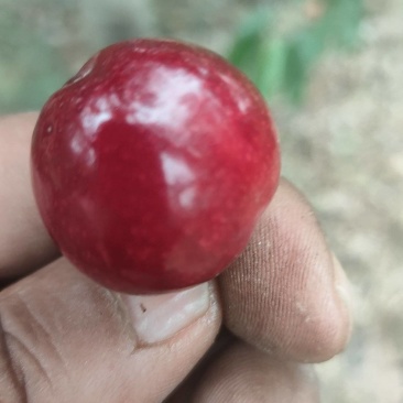 扶风樱桃