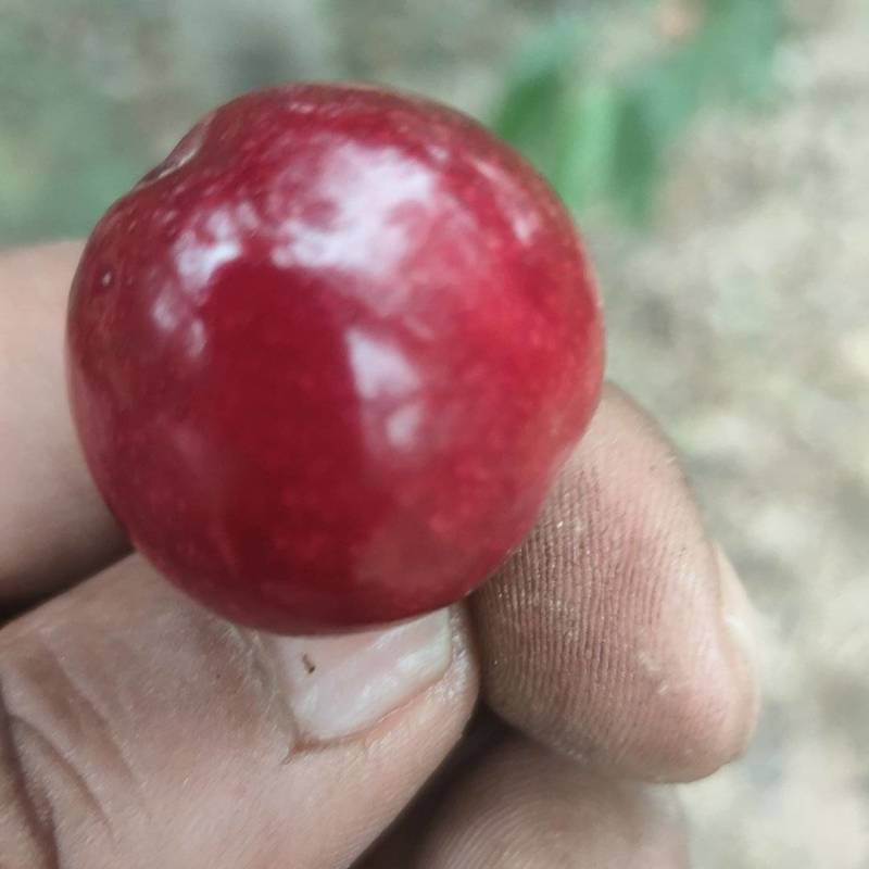 扶风樱桃