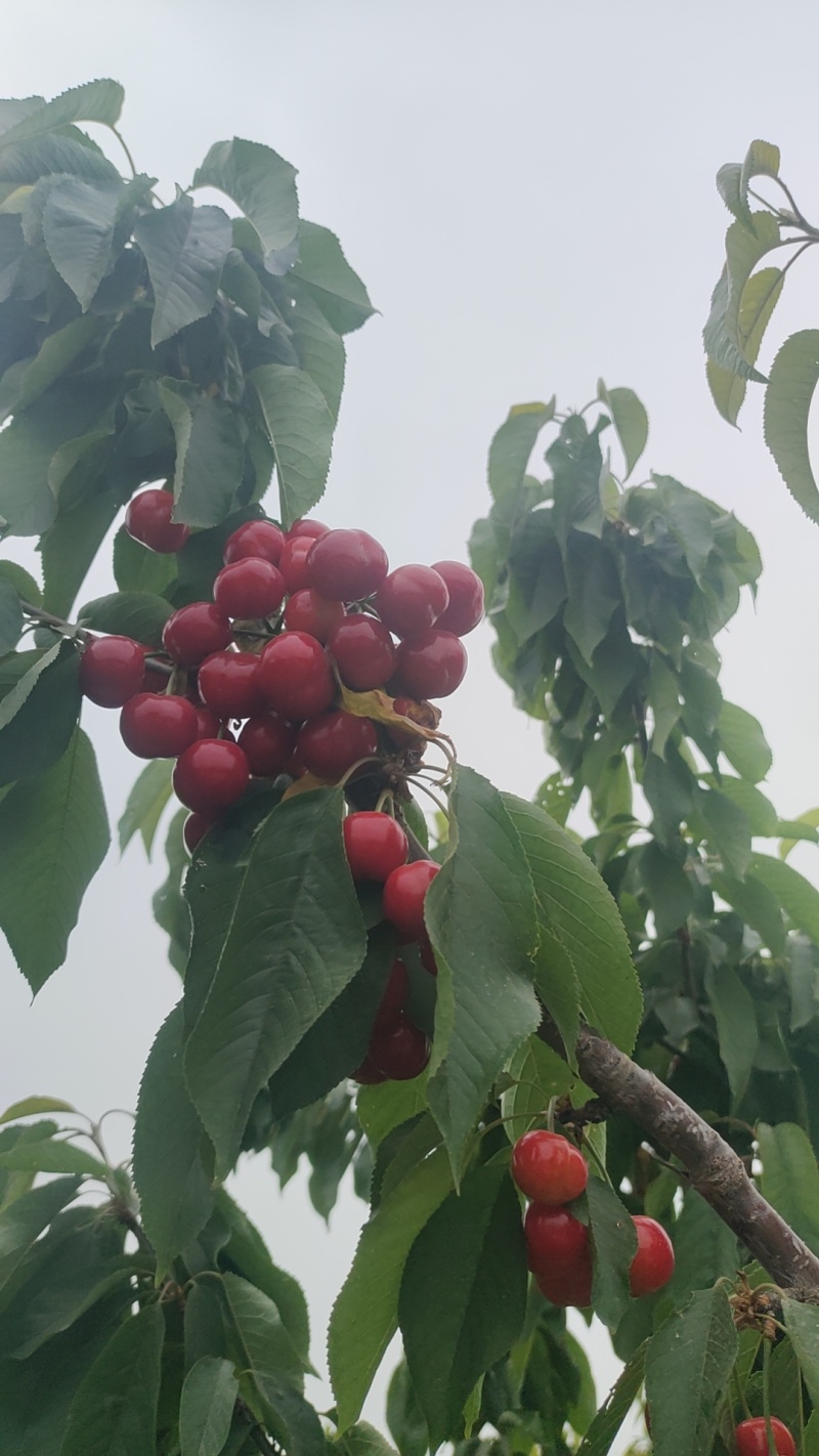 扶风樱桃