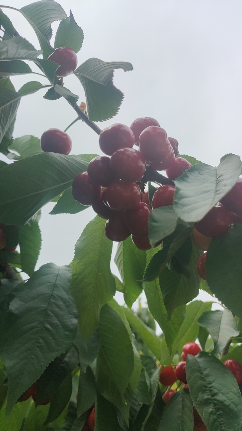 扶风樱桃