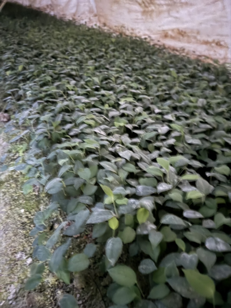 中药材土茯苓芽苗