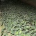 中药材土茯苓芽苗