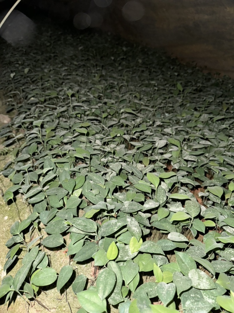 中药材土茯苓芽苗
