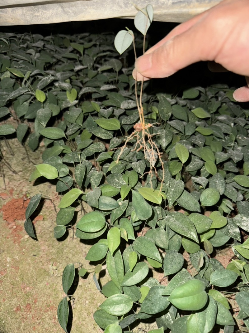 中药材土茯苓芽苗
