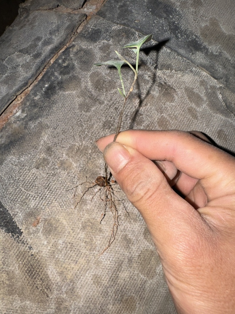中药材土茯苓芽苗