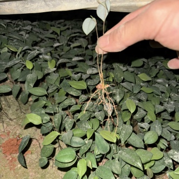中药材土茯苓芽苗