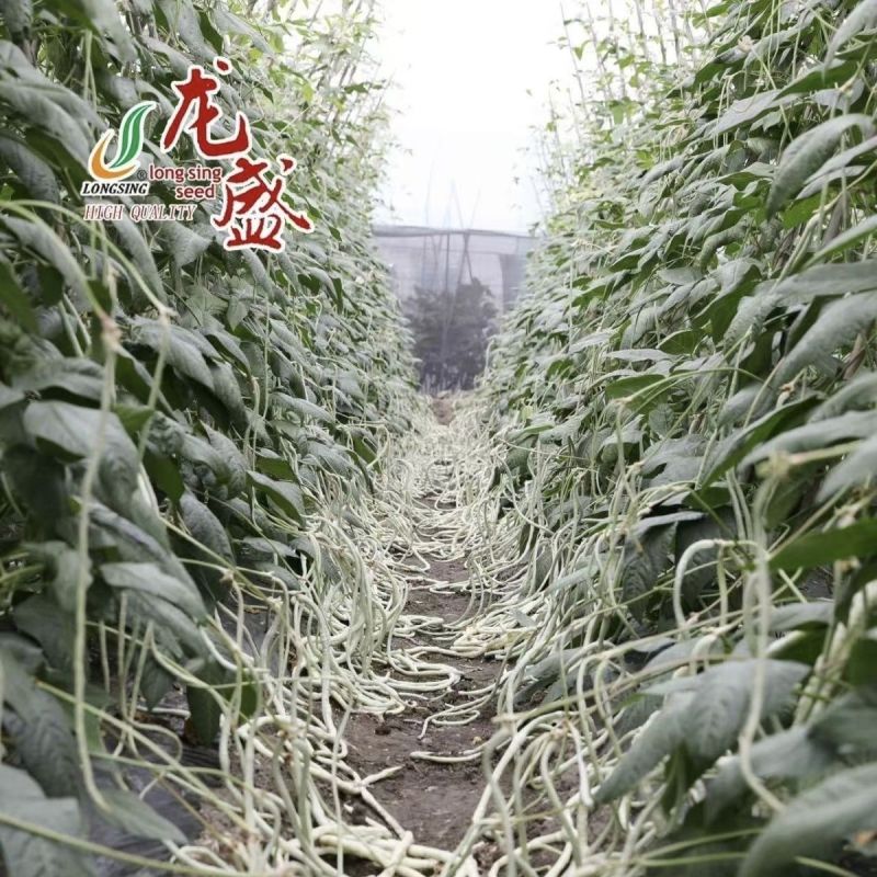龙盛冠天下长白龙豇豆种子长荚厚肉耐老化春夏秋种植蔬菜种子