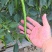 彭州二荆条辣椒上市了