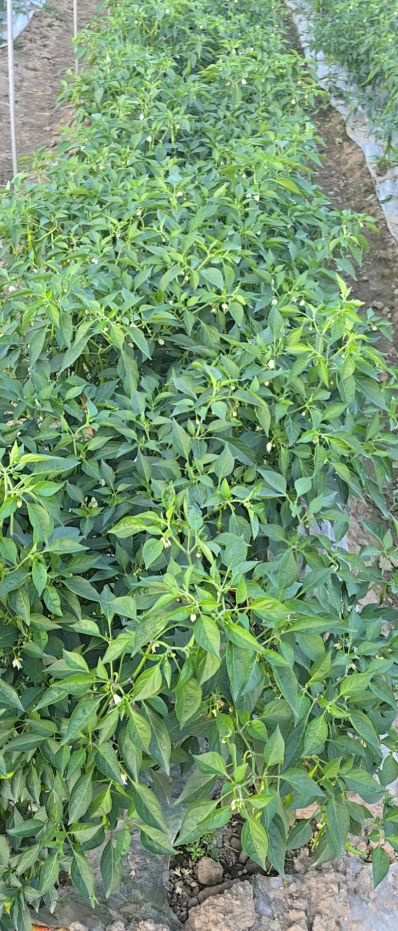 彭州二荆条辣椒上市了
