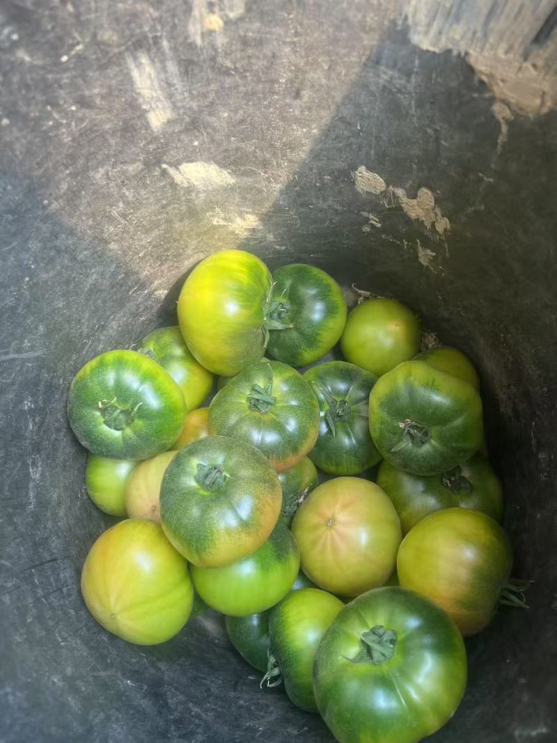铁皮西红柿产地直发保质保量一手货源量大从优欢迎咨询