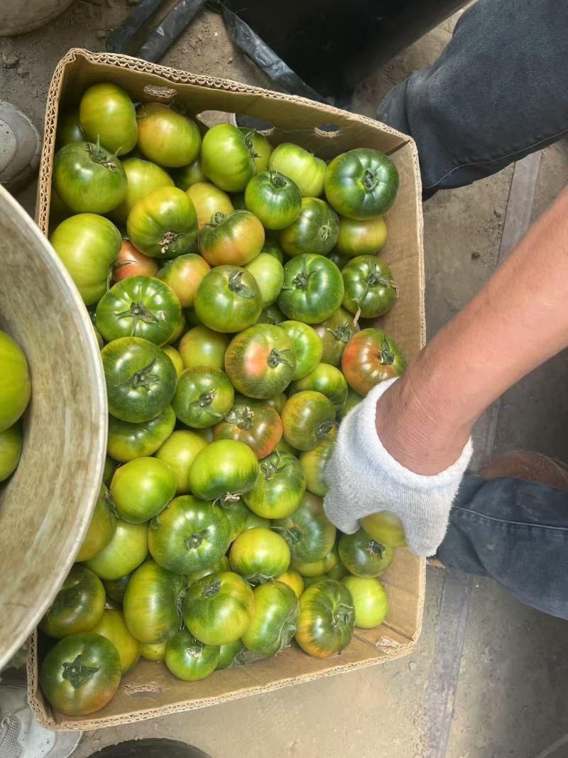 铁皮西红柿大量上市对接各大商超市场保质保量
