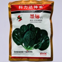 一代杂交菠菜种子墨娜强势巨菠叶片肥厚浓绿质嫩无涩味春秋季