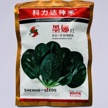 一代杂交菠菜种子墨娜强势巨菠叶片肥厚浓绿质嫩无涩味春秋季