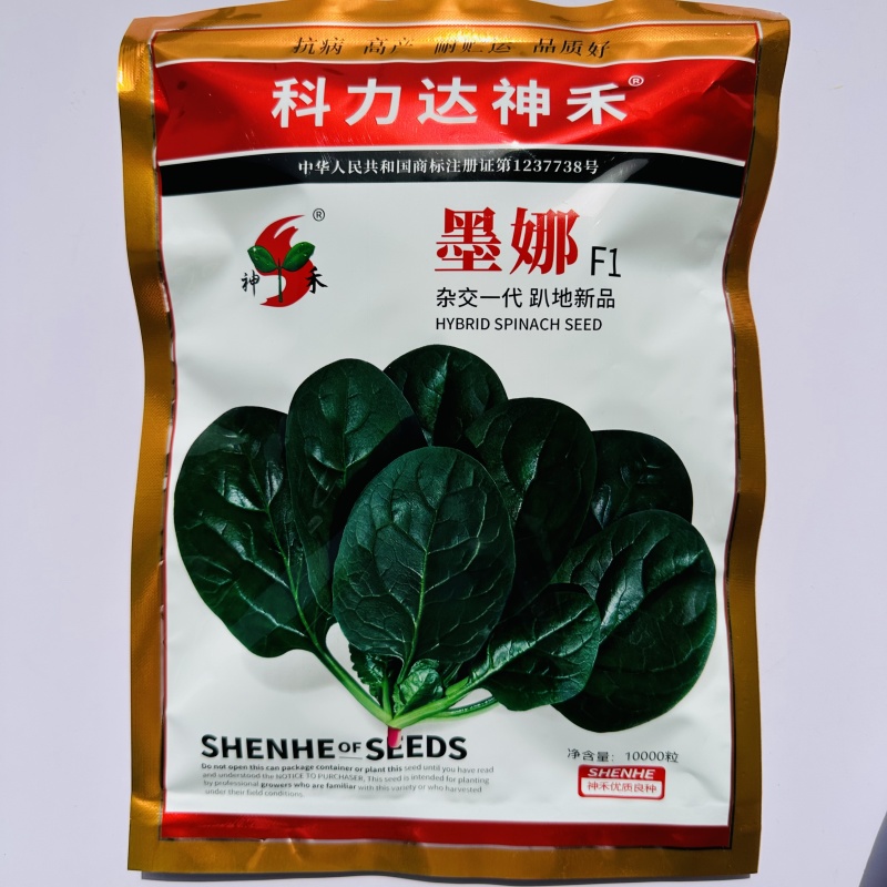 一代杂交菠菜种子墨娜强势巨菠叶片肥厚浓绿质嫩无涩味春秋季