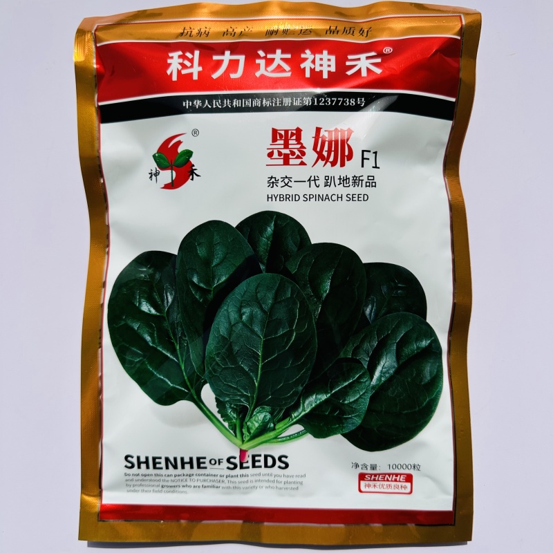 一代杂交菠菜种子墨娜强势巨菠叶片肥厚浓绿质嫩无涩味春秋季