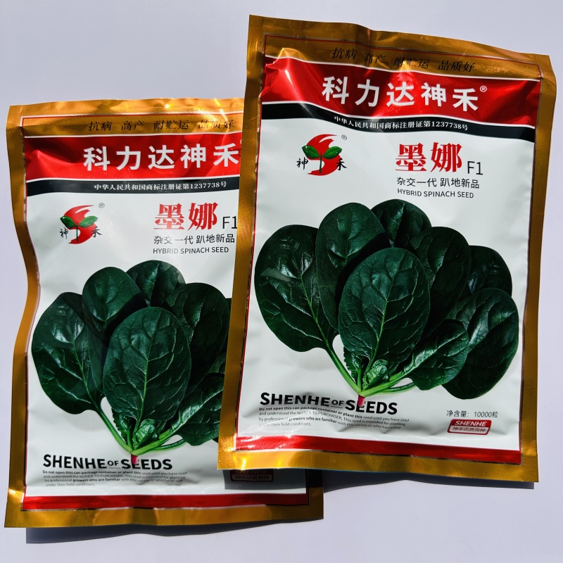一代杂交菠菜种子墨娜强势巨菠叶片肥厚浓绿质嫩无涩味春秋季