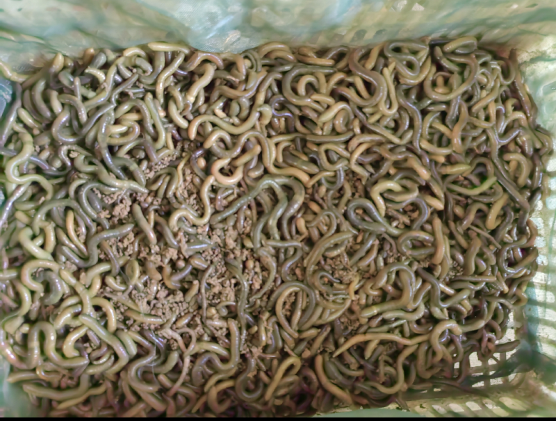 湖北鲜货蚯蚓，黄鳝养殖蚯蚓，非诚勿扰