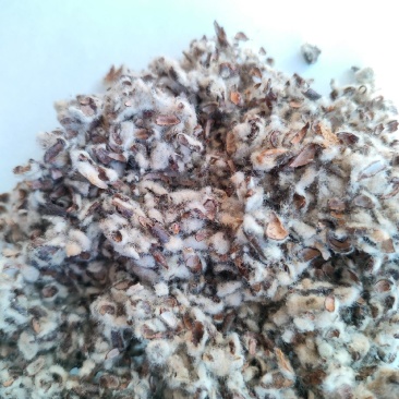 棉籽壳食用菌专用新疆棉籽壳