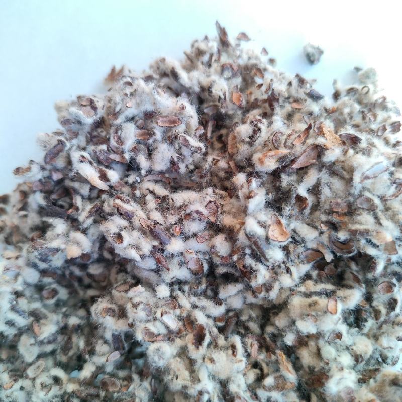 棉籽壳食用菌专用新疆棉籽壳