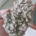 棉籽壳食用菌专用新疆棉籽壳