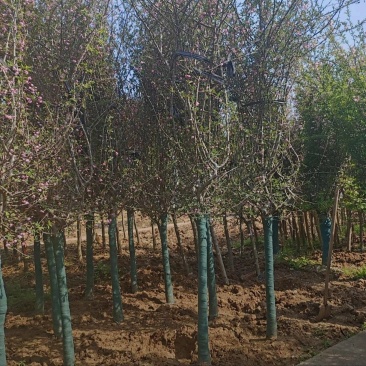基地大量出售4-15公分垂丝海棠，规格齐全，货源充足，欢