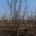 基地大量出售4-15公分垂丝海棠，规格齐全，货源充足，欢