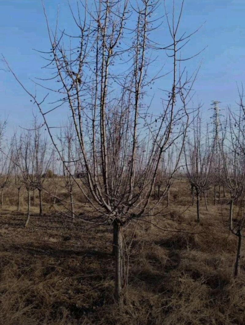 基地大量出售4-15公分垂丝海棠，规格齐全，货源充足，欢
