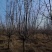 基地大量出售4-15公分垂丝海棠，规格齐全，货源充足，欢