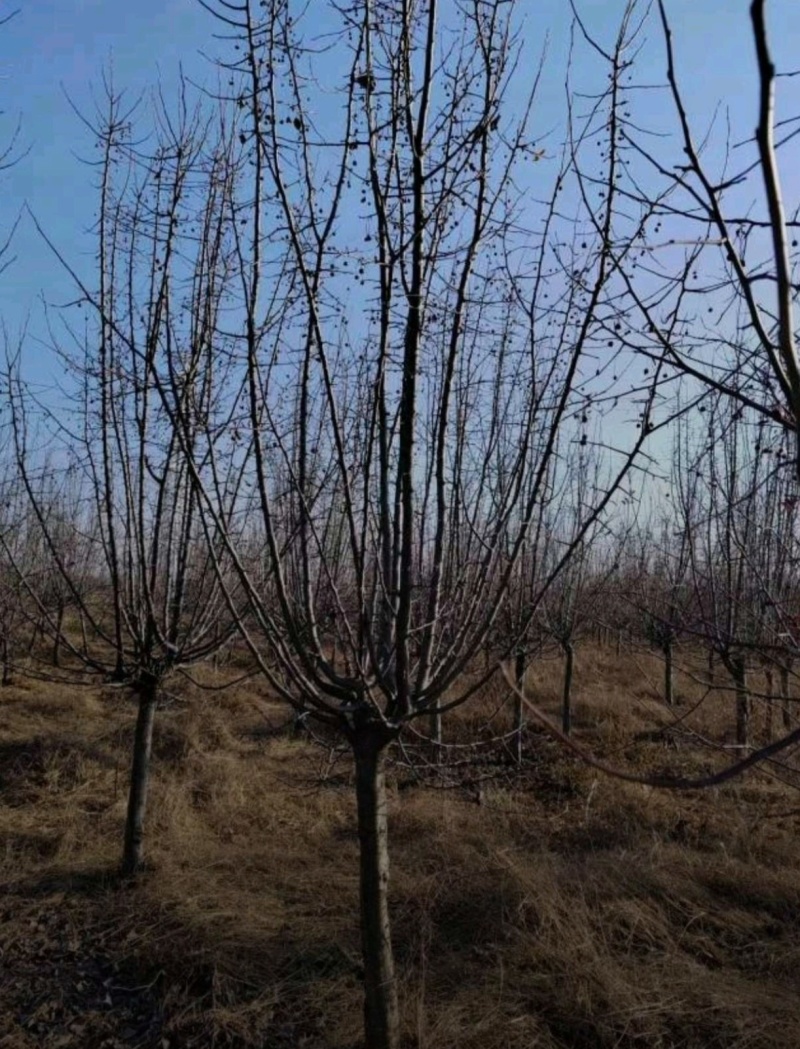 基地大量出售4-15公分垂丝海棠，规格齐全，货源充足，欢
