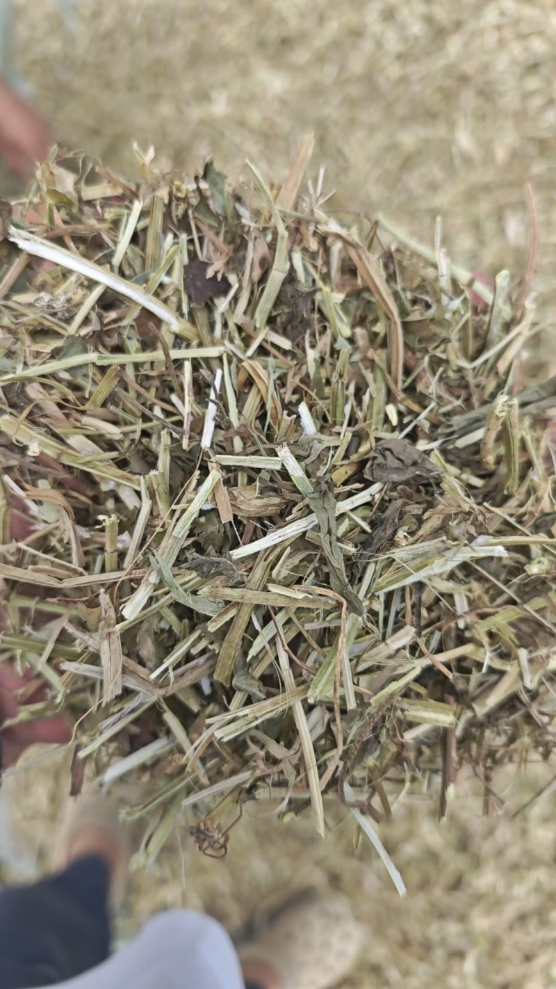 花生秧牛羊草料大草小草优质花生秧牛羊马鹿驴羊驼都爱吃