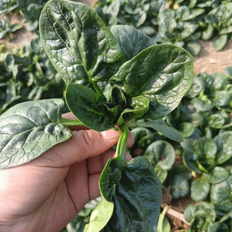 墨娜趴地菠菜种子一代杂交抽苔晚抗病高产耐热耐寒半直立菠菜